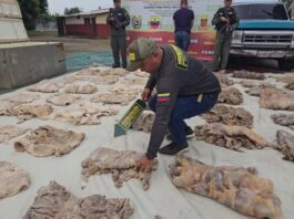 ¡Ponen la lupa al chigüire y la baba! Inician despliegue de fiscalización en puntos clave